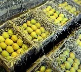 Asias Largest Mango Market Faces Crisis Mango Farmers in Despair