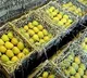 Asias Largest Mango Market Faces Crisis Mango Farmers in Despair