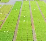 Japan Minister Apologizes After Controversial Rice Comments