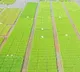 Japan Minister Apologizes After Controversial Rice Comments