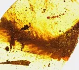 Researchers Discover 99 Million Year Old Dinosaur Tail