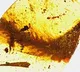 Researchers Discover 99 Million Year Old Dinosaur Tail