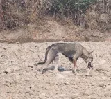 Indian Grey Wolf Spotted Near Yamuna River in Delhi