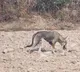 Indian Grey Wolf Spotted Near Yamuna River in Delhi