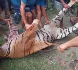 Royal Bengal Tiger Beaten to Death by 1,000 in Golaghat