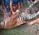 Royal Bengal Tiger Beaten to Death by 1,000 in Golaghat