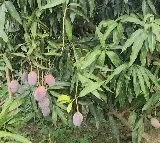 Patriotism in every bite: ‘Sindoor’ mango launched to salute soldiers and PM Modi