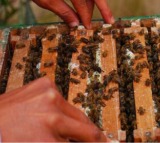 Mann Ki Baat: India among world's leading honey-producing countries, says PM Modi