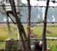 Pakistan made three unsuccessful bids to push terrorists across LoC: Army