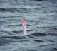 Eight youth go missing in Godavari River in Andhra