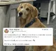 Hyderabad Startup Appoints Dog as Chief Happiness Officer