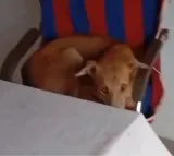 Dharmaji Peta Dog sits in Sarpanch chair video goes viral