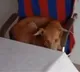 Dharmaji Peta Dog sits in Sarpanch chair video goes viral