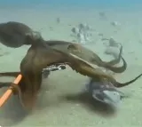 Octopus Watch the viral video of its incredible grip