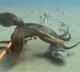 Octopus Watch the viral video of its incredible grip