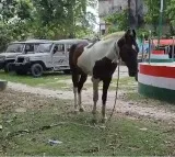 Akash Yadavs Horse in Custody Creates Challenge for Bihar Police