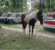 Akash Yadavs Horse in Custody Creates Challenge for Bihar Police