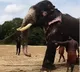 Sankaranarayanan the elephant effortlessly pulls Fortuner car from river