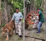 Indian Tourist Attacked by Tiger in Thailand Tiger Kingdom
