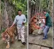 Indian Tourist Attacked by Tiger in Thailand Tiger Kingdom