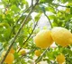 Lemon Farmers Crushed by Price Crash, Fruits Abandoned on Trees