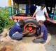 Jagannath Rath Yatra Kolkata to Use Sukhoi Fighter Jet Tires