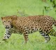 Leopard wreaks havoc in Rajasthan's Bhilwara, leaves several villagers seriously injured