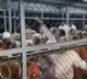 TTD Employee Suspected in B Acharao Protest Viral Video