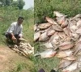 Banoth Krishna Fish Pond Poisoned in Suryapet Telangana