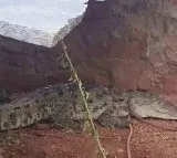Crocodile Captured In Hamali Colony In Gadwal