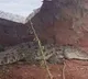 Crocodile Captured In Hamali Colony In Gadwal