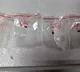 Fusarium graminearum smuggled into US by Chinese nationals