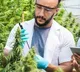 Cannabis compounds fight deadly fungal infections study finds