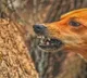 Fresh cases trigger fear in MP's Barwani as villagers grapple with unresolved animal attacks