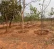 Government committed to protecting nature: Telangana CM