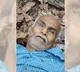 Maoist Leader Sudhakar Killed in Encounter in Chhattisgarh
