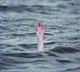 Seven pilgrims drown in Dwarka; one dead, six rescued