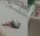 Caught On Camera Stray Bull Lifts Drags And Tramples Man in Delhi