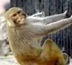 Monkey snatches devotees purse with Rs 20 lakh jewellery in Vrindavan