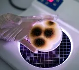 Gordon G Chang Warns of Chinese Fungus Smuggling into US