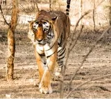 Priest killed by tiger inside Ranthambore Fort, third attack in two months sparks outrage