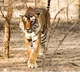 Priest killed by tiger inside Ranthambore Fort, third attack in two months sparks outrage