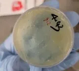 Another Chinese national arrested for smuggling 'roundworms' into US University of Michigan