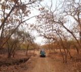 27 wildlife sanctuaries in Gujarat closed to tourists till Oct 15