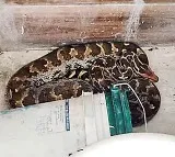 KGBV School Toilet Huge Python Creates Panic in Hanumakonda