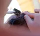 Odisha Love Marriage 40 Men Forced to Shave Heads for Love Marriage