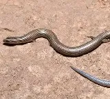 New Skink Species Discovered in Sesachalam Forests
