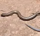 New Skink Species Discovered in Sesachalam Forests