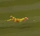 Faf du Plessis Stunning One Handed Catch in MLC 2025