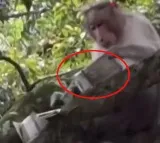 Monkey Steals Money From Tourists in Kodaikanal